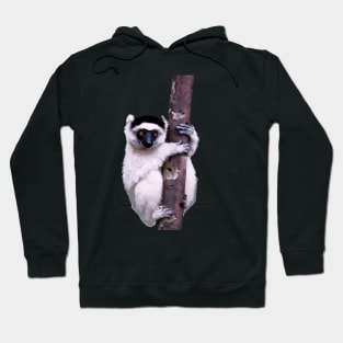 Cute Sifaka Lemur monkey clinging to a tree Hoodie